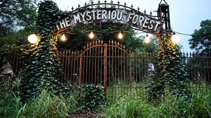 The Mysterious Forest: Faded Fairy Tale